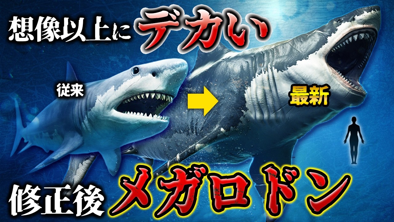 【ゆっくり解説】メガロドンの全長大幅修正！実はもっと巨大だった？！
