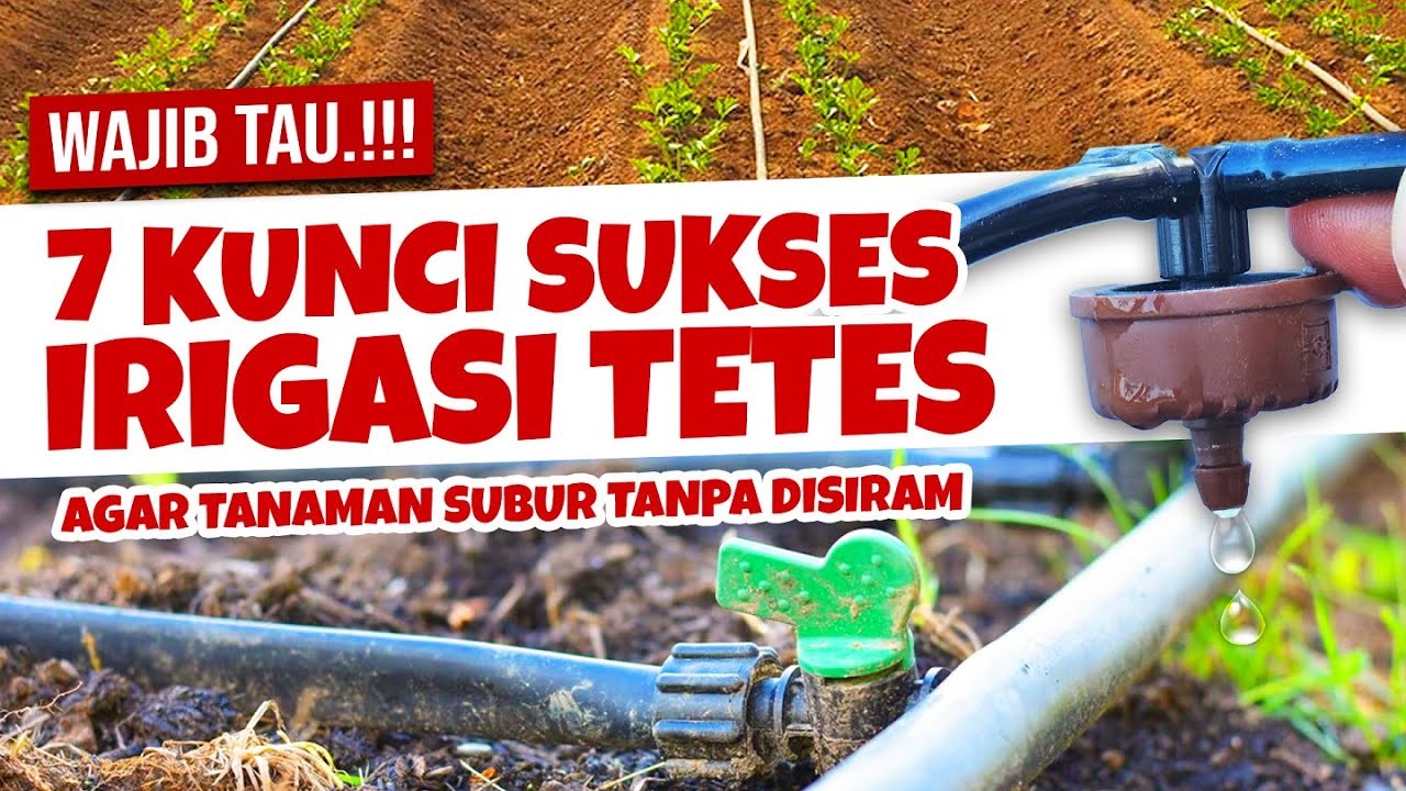MAU BIKIN IRIGASI TETES.??? WAJIB TAU 7 HAL PENTING INI - Tanaman Subur Saat Kemarau Tanpa Disiram