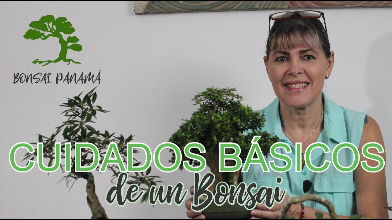 Como cuidar nuestro Bonsai