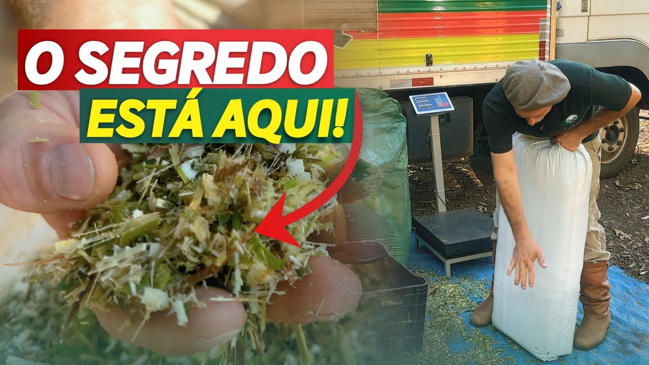 MANIPULANDO O PESO DA SILAGEM ENSACADA