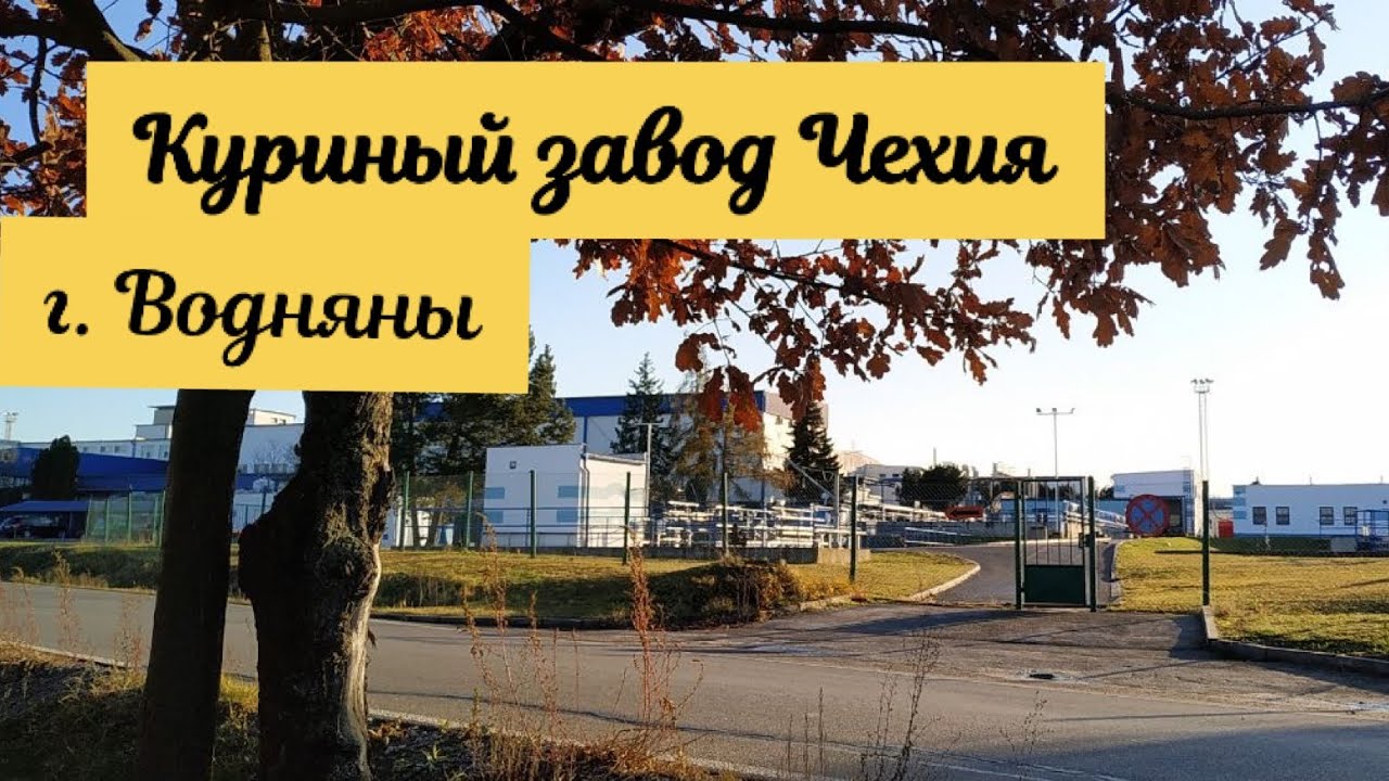 Куриный завод в Чехии | Воднянские куры | Работа не для слабонервных | Работа в Чехии