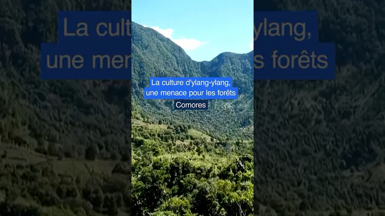 🇰🇲 La culture d'ylang-ylang, une menace pour les for&ecirc;ts de l'archipel des Comores