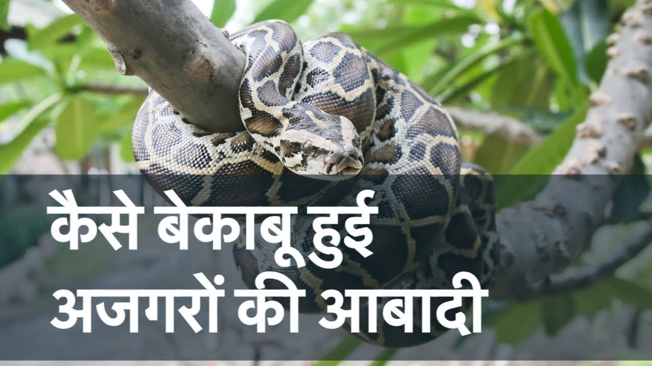 Pythons everywhere, what went wrong in Florida | Pin N Post |