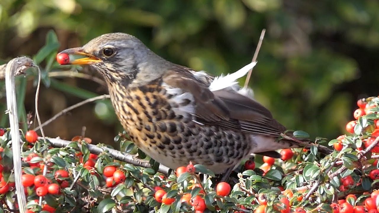 Fieldfare in my Front Yard
