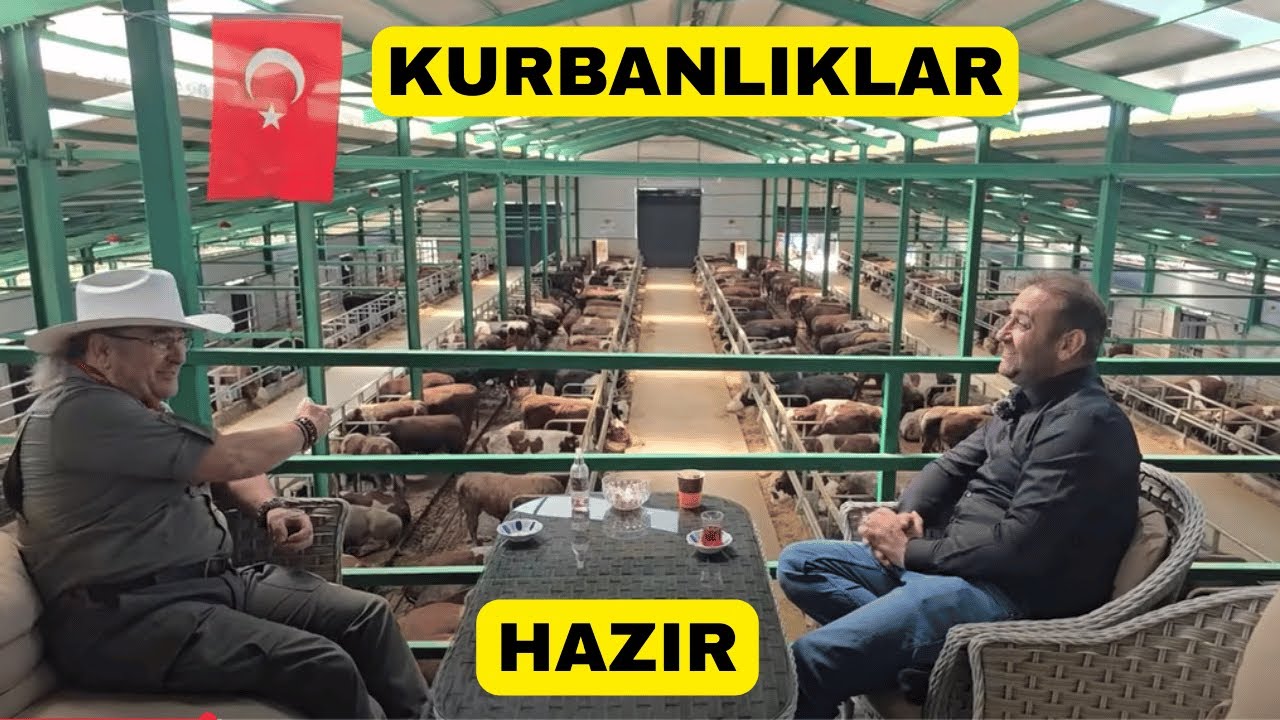 Bu Çiftlikte Kurbanlık Danalar Harika Olmuşlar!
