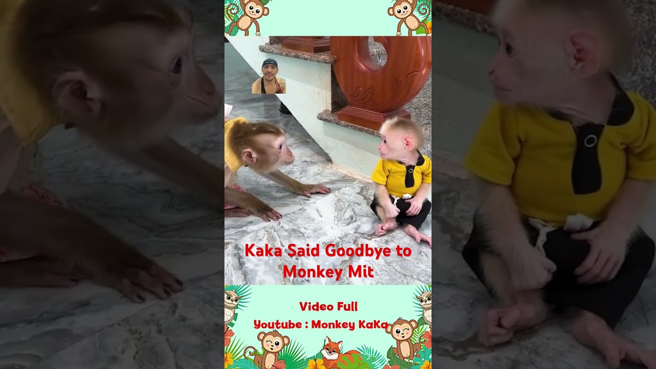 Monkey kaka said goodbye to Monkey baby Mit before leaving the house because of jealousy #babymonkey