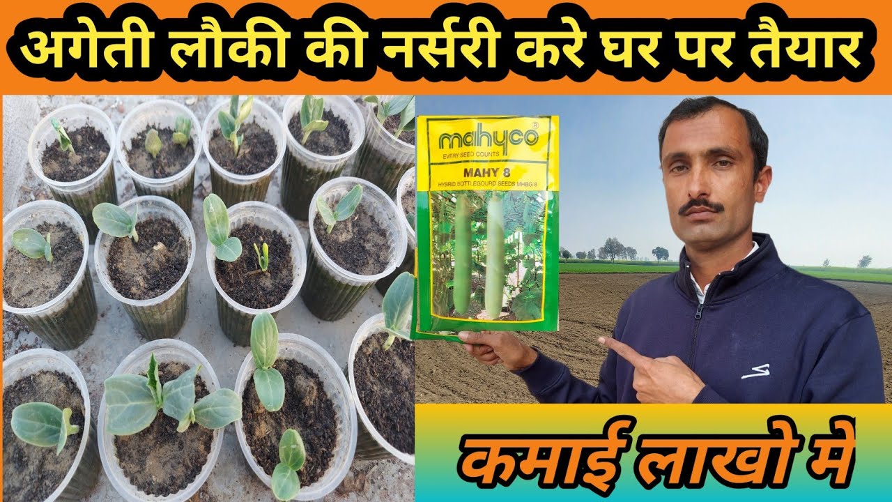 अगेती लौकी की नर्सरी घर पर कैसे तैयार करे/How to Prepare Bottle Gourd Nursery at home