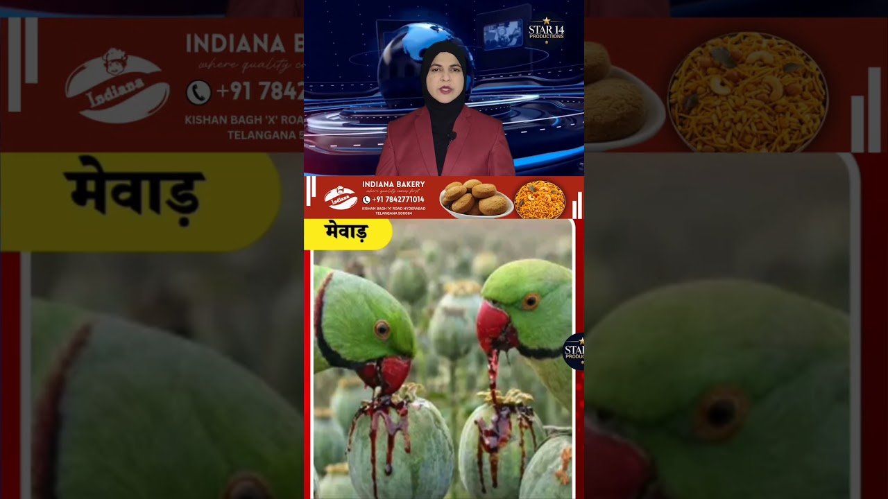 Drug-addicted parrots damage crops #weirdnews #parrotattack #farmersloss #mewarnnews #viralstory