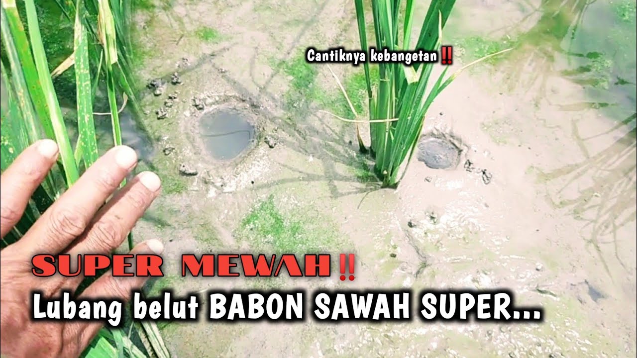 GIMANA GAK BETAH‼️KALAU MANCINGNYA SELALU DAPAT BELUT BABON SAWAH