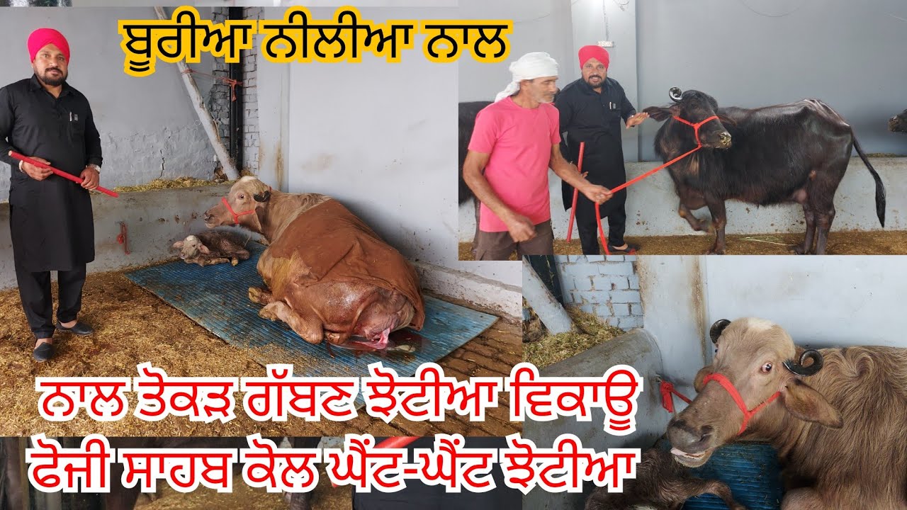 15 March 2026 ਫੋਨ 99159 88386 👈 15 ਝੋਟੀਆ ਵਿਕਾਊ ਫੋਜੀ ਸਾਹਬ ਕੋਲ ਘੈਂਟ-ਘੈਂਟ ਝੋਟੀਆ ਵਿਕਾਊ 