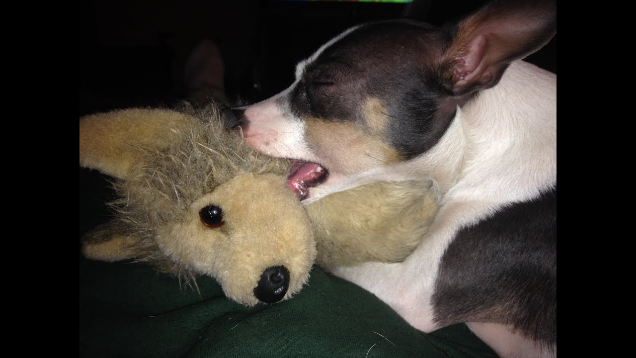 Rat Terrier Love