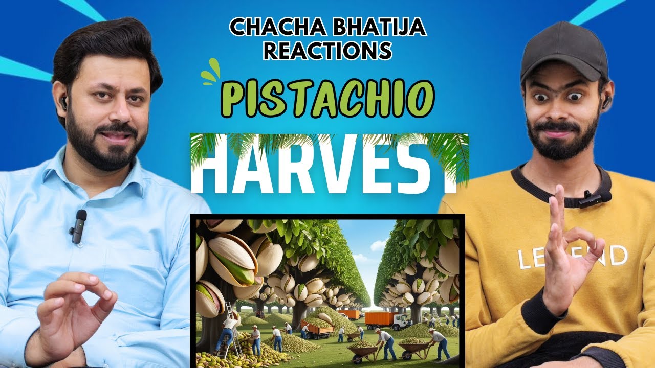 Pistachio Harvest with Modern Technology | A Revolutionary Farming Process!