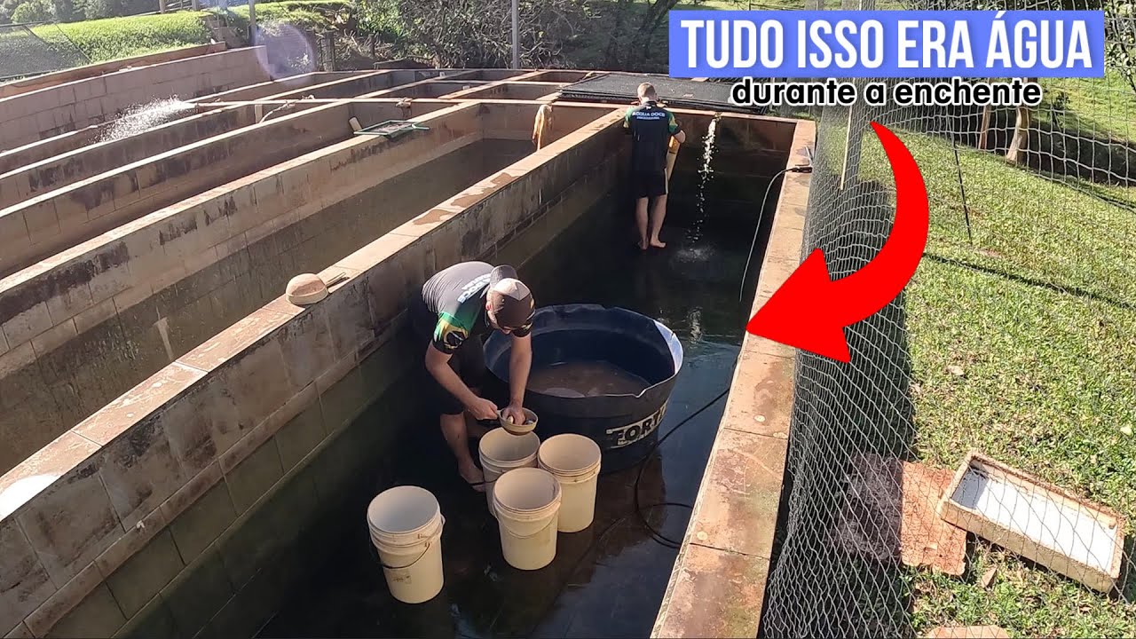 Foi isso que sobrou de peixes da enchente