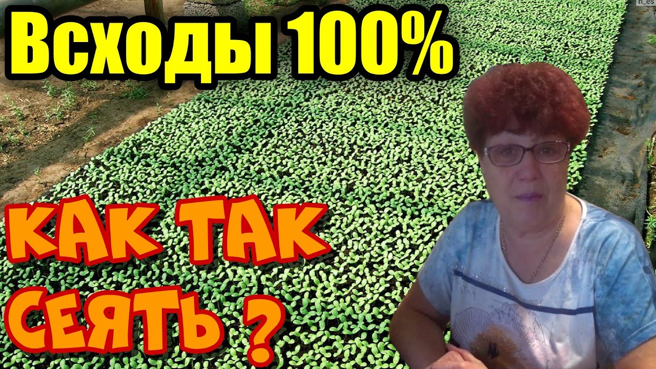 5 факторов для хороших всходов при посеве!