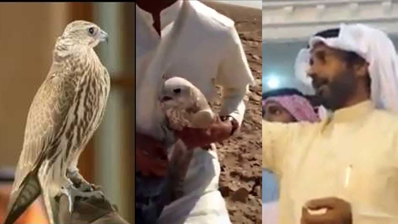 قصة اغلى طير حر بيع 209 الف دينار كويتي| من الطاروح احمد مسلم العازمي |طارح الطير