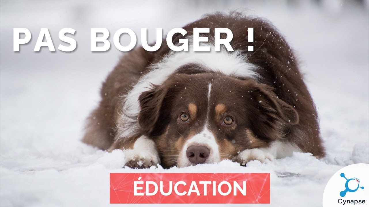 Pas bouger ! - ÉDUCATION