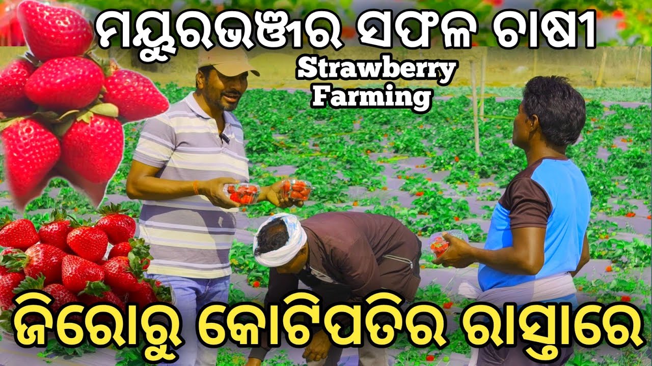 ଜିରୋରୁ କୋଟିପତିର ରାସ୍ତାରେ ଜାମଦା ବ୍ଲକର ସଫଳ ଚାଷୀ |Successful Farmer of Mayurbhanj |Strawberry Farming 