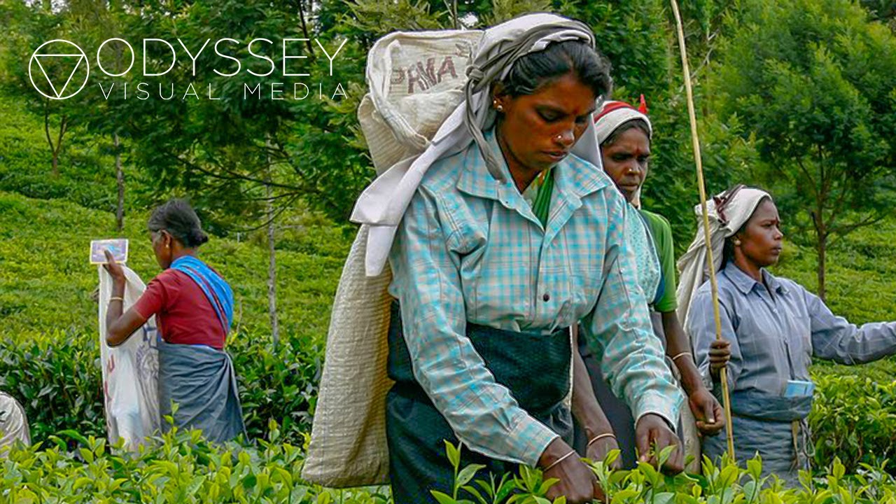 Making the World's Finest Tea | Sri Lanka Documentary 4k