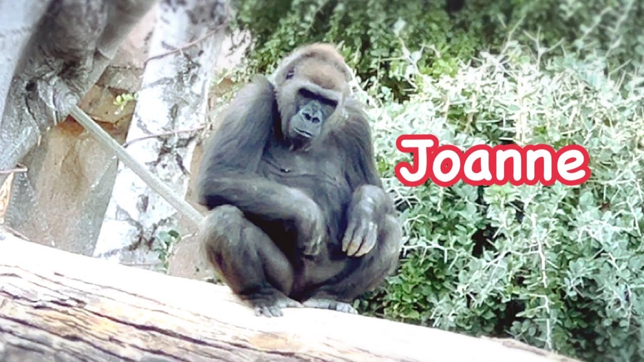 Gorilla🌟 Paul Donn family in Winter time with heating floors🌟ポールドン家族の冬シーズン。可愛いレスリーは暖房に寝転がる