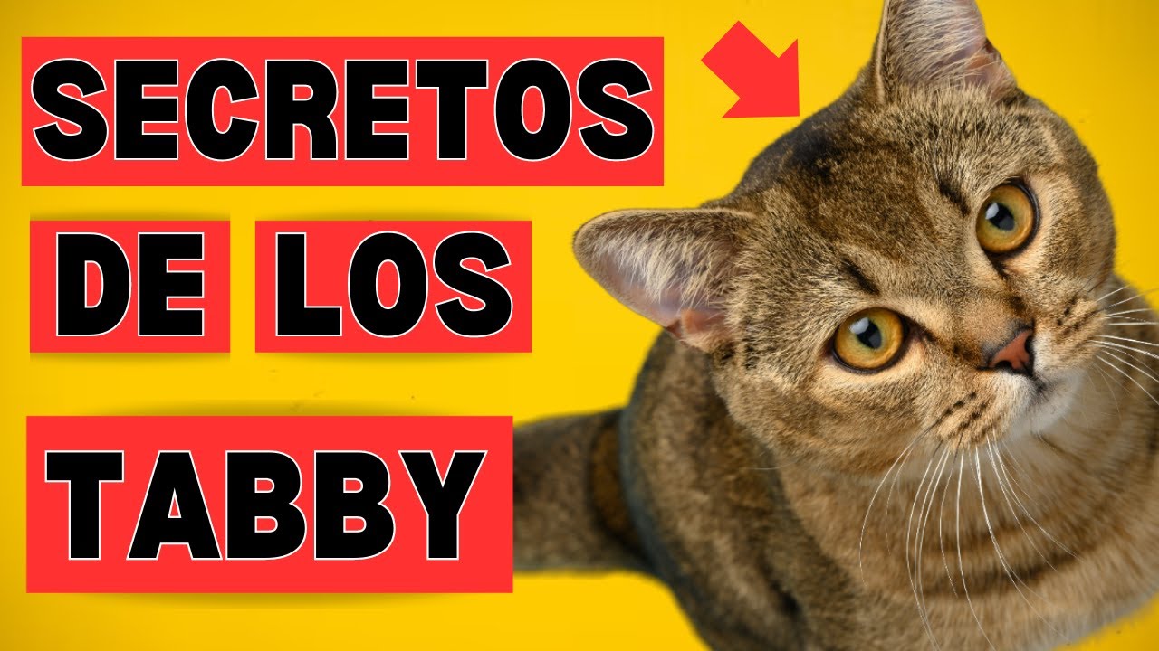 &iquest;C&Oacute;MO SON LOS GATOS TABBY?