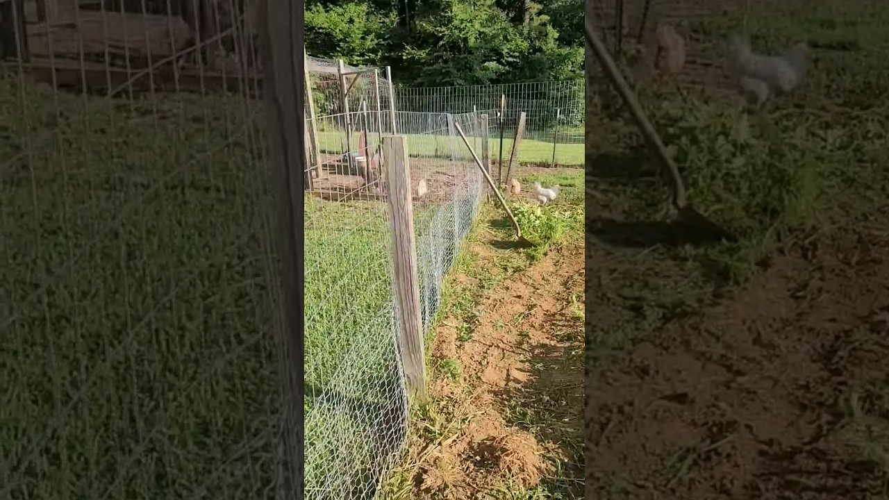 Making the garden rabbit proof #gardening #how-to #fencing
