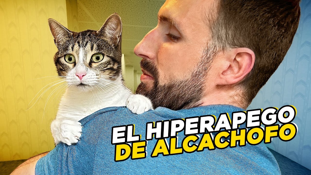 Mi GATO era DEMASIADO DEPENDIENTE, MAULLADOR Y DEMANDANTE DE ATENCIÓN 😿💔| EL HIPERAPEGO DE ALCACHOFO