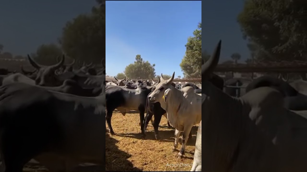 Passioné de l'élevage 🐂🐂🐂