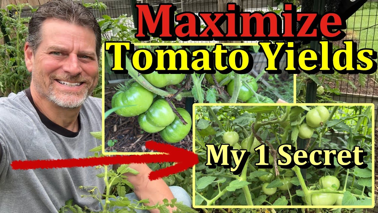How to Maximize Tomato Fruit Production/Yields & Plant Growth (It is NOT Pruning)