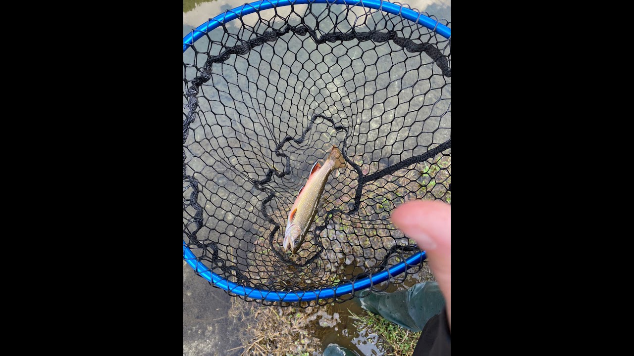 Testando Riale e Native Rods by @SpinFlyStyle , Nokill4, Alto Chiese TN