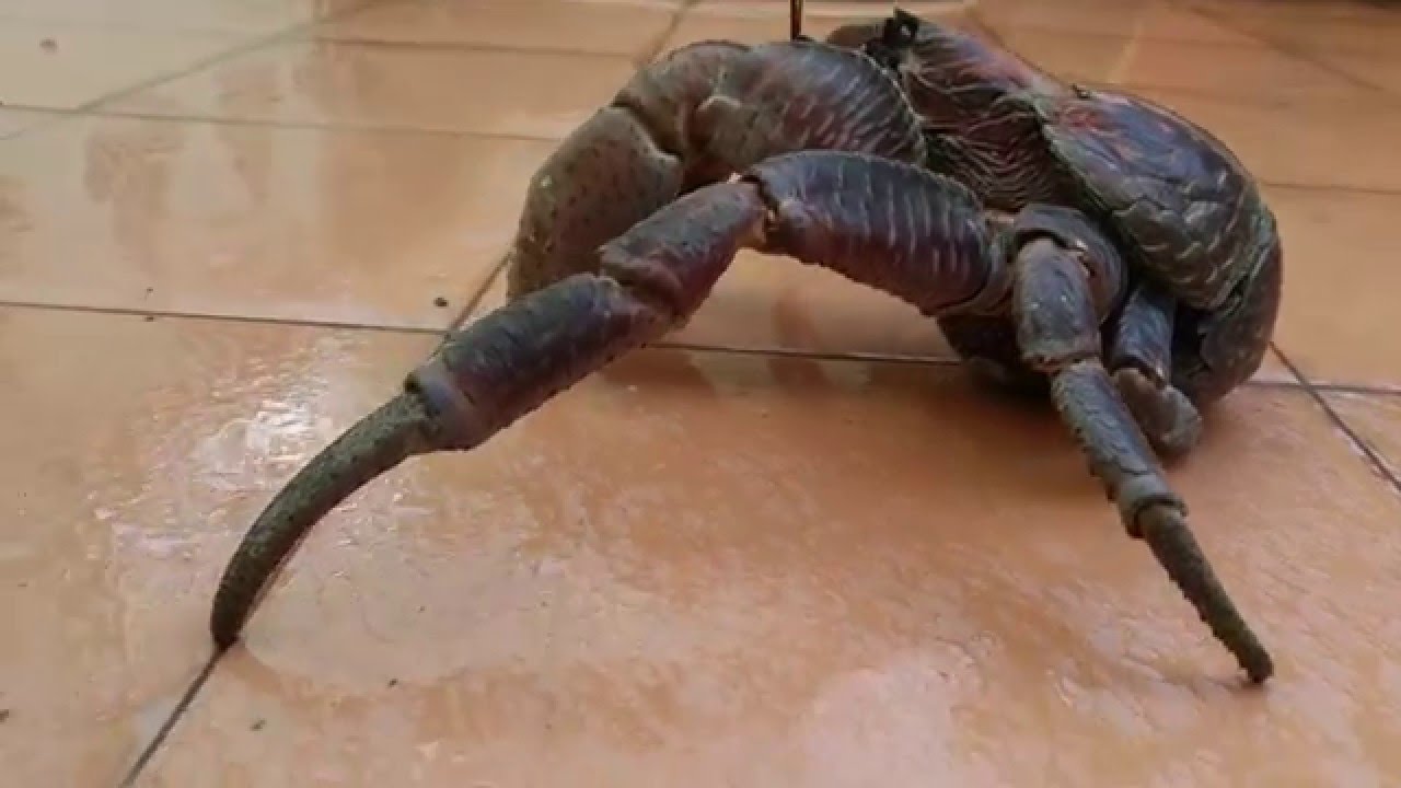 Crushed by Giant COCONUT CRAB