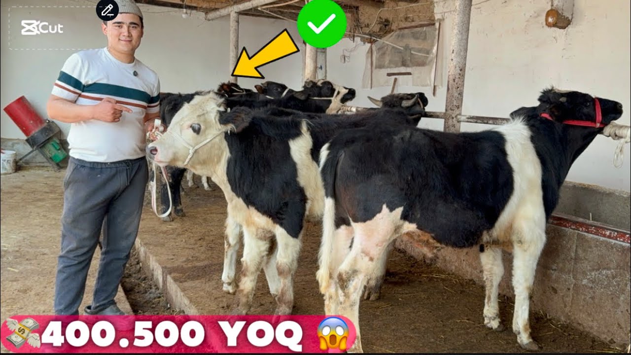 👁️GIBRIT BUQALAR YEMGA TAYOR KURAK BUZMAGAN HOLATA NARHI QULAY Shoshlig 2026_01_19_febral.