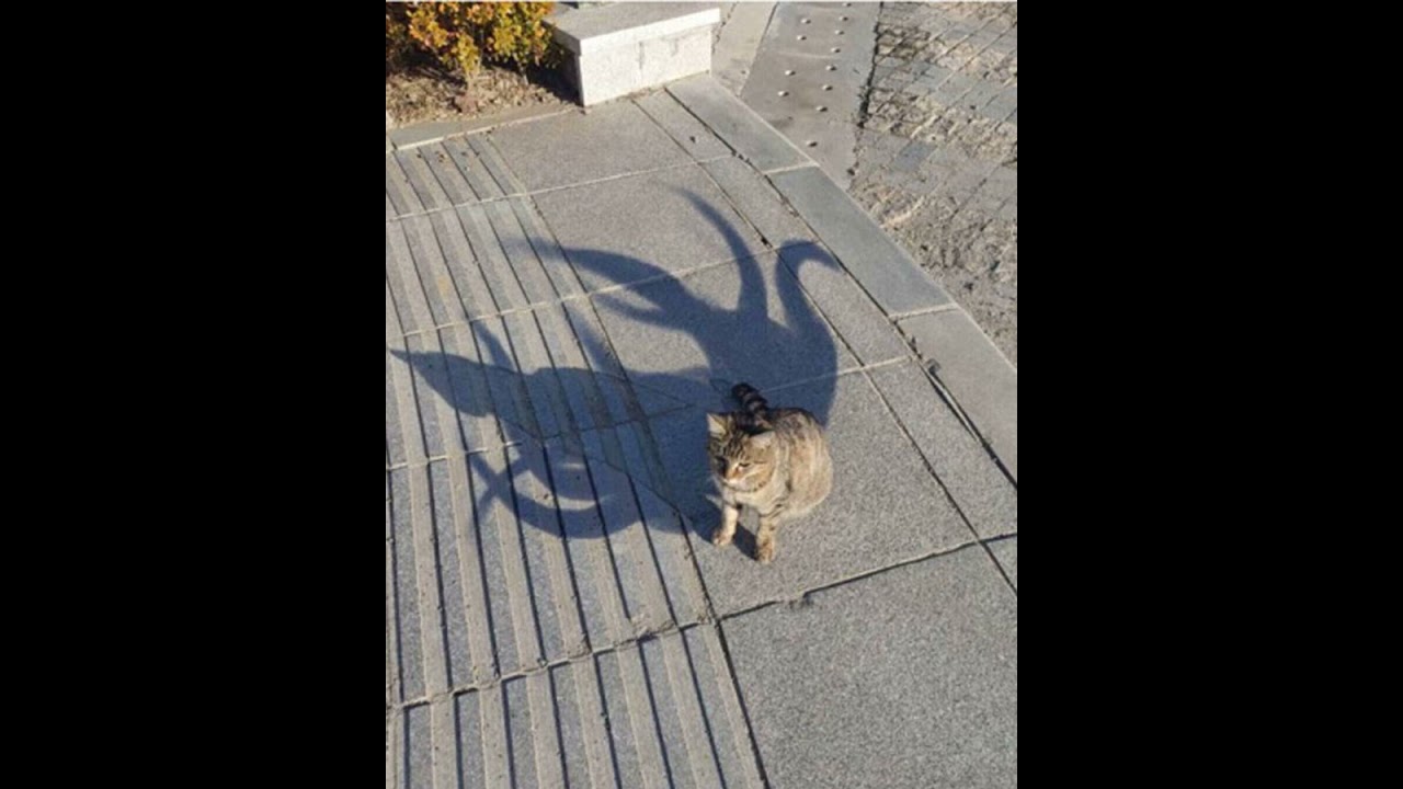 Cat boss