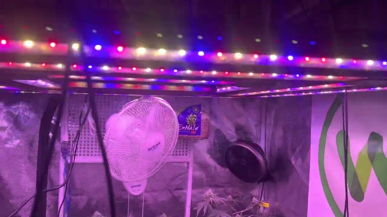 Week 3 Flower In My 5x5 Gorilla Grow Tent, Using The X&sup2; By @KindLEDGrowLights