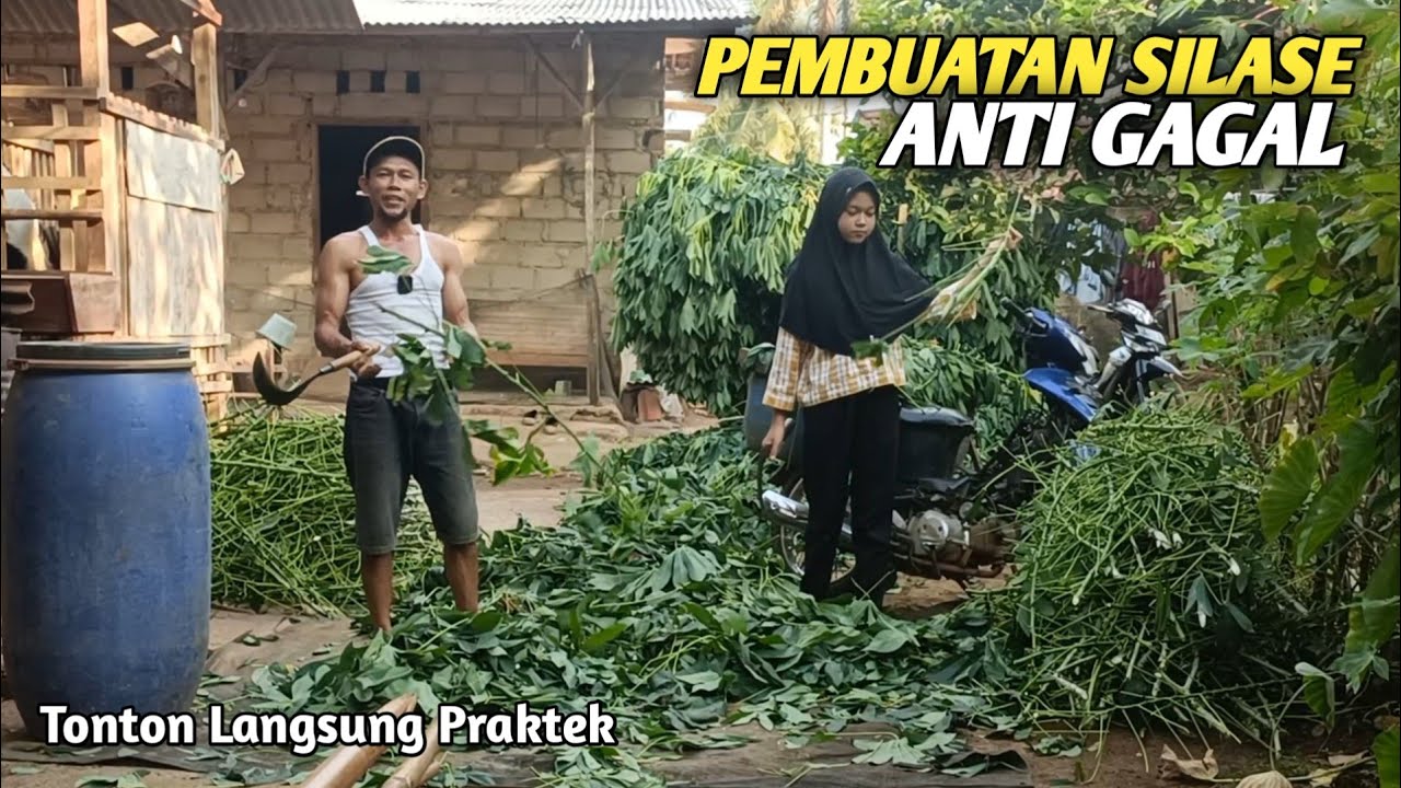 Pembuatan Silase Tanpa Mesin Cacah Anti Ribet‼️