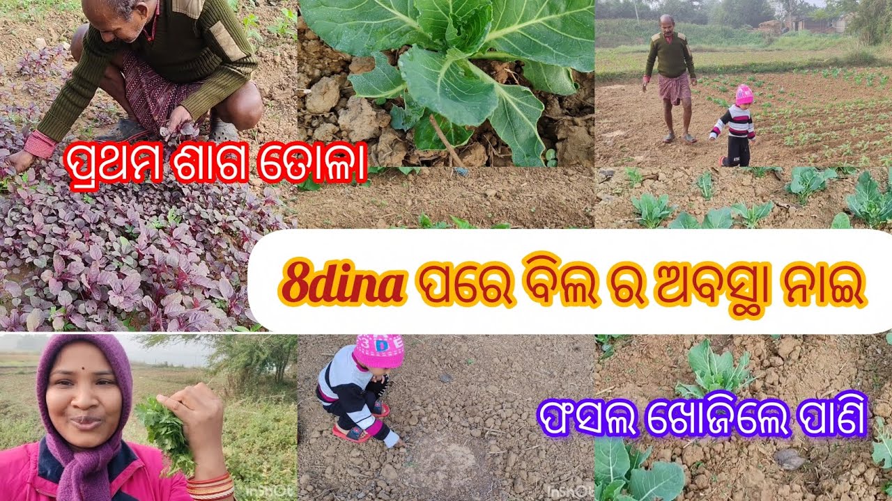 ବିଲ ର ଅବସ୍ଥା ନାଇ, ବାପା ଙ୍କ ମନ ହେଲା ଦୁଃଖ😔😔😔#villagelife #vegetables 