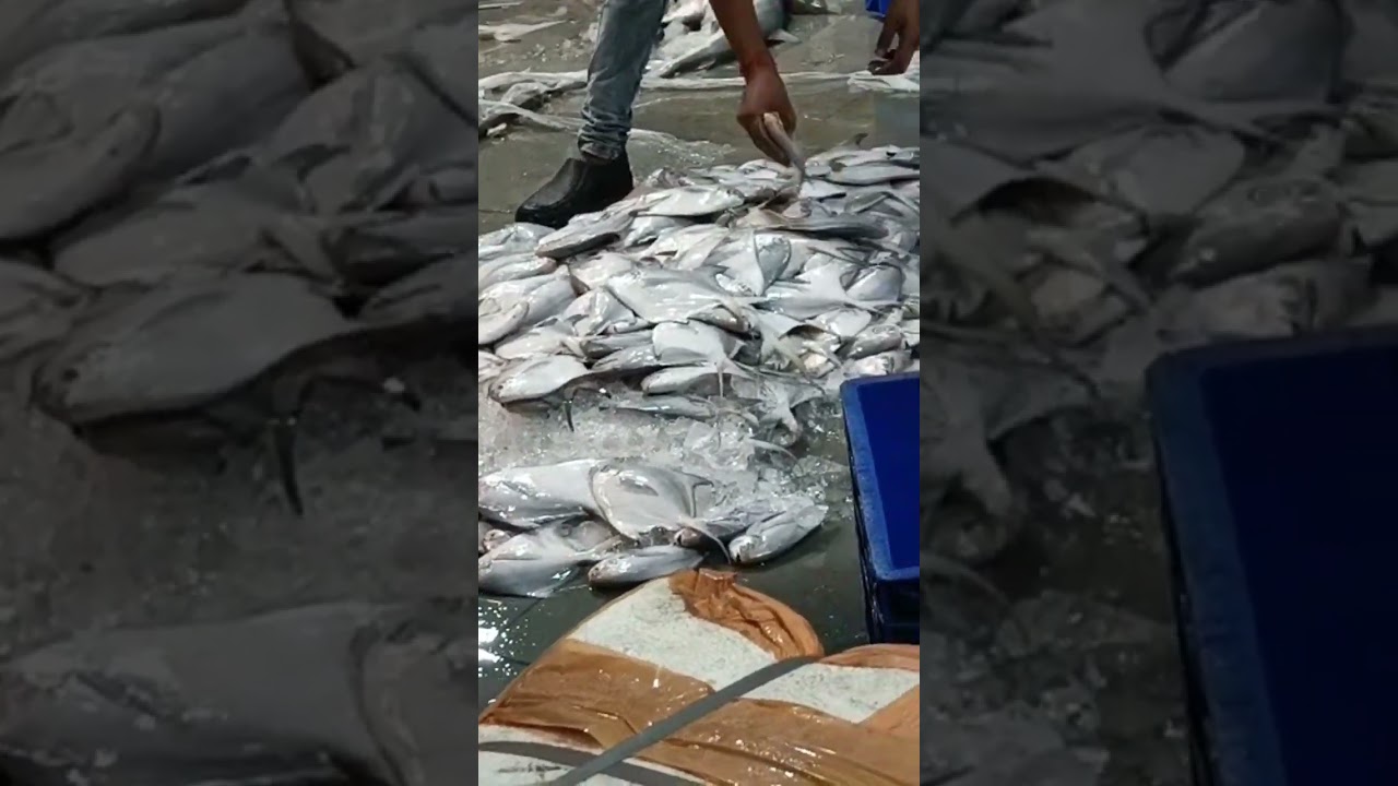 Fish Market Cst | Cst Fish Market | Mumbai cheapest wholesale fish market