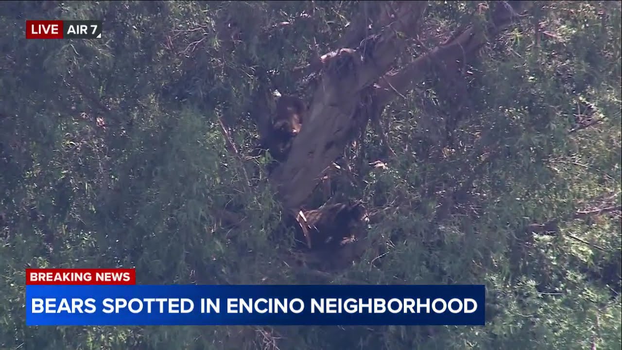 Bears spotted in trees in Encino, California