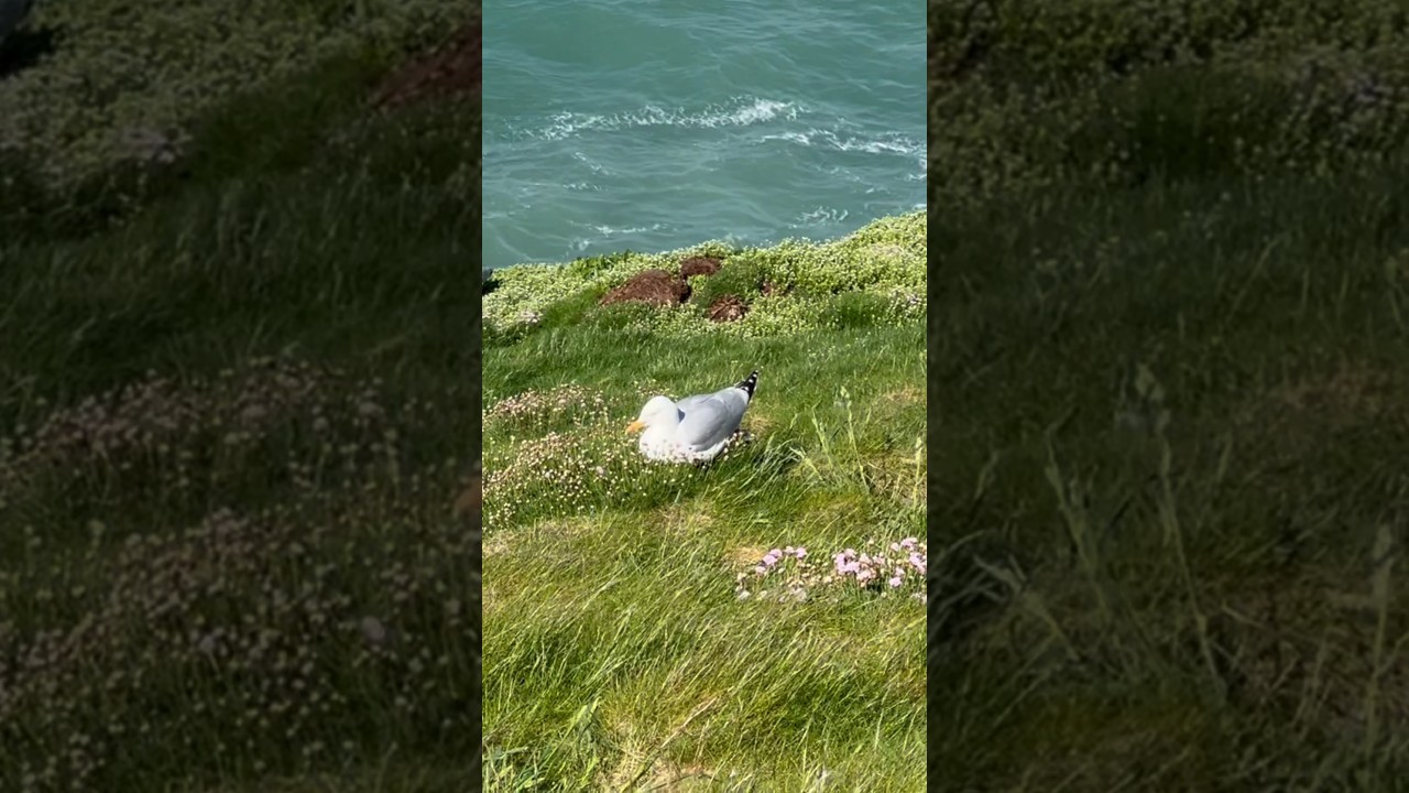 Seagulls nesting in Cornwall