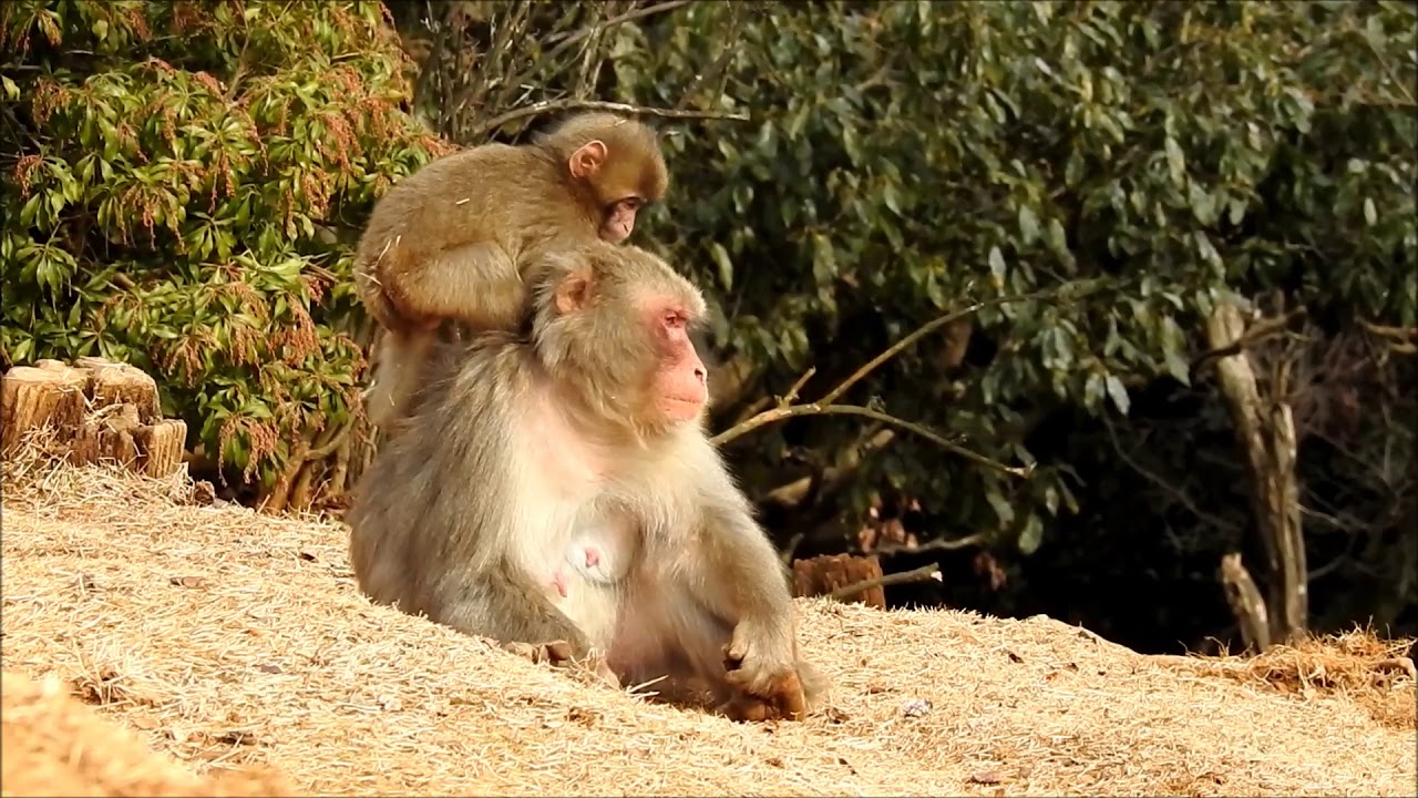 Macaca fuscata  - Macaco japon&ecirc;s em Arashiyama