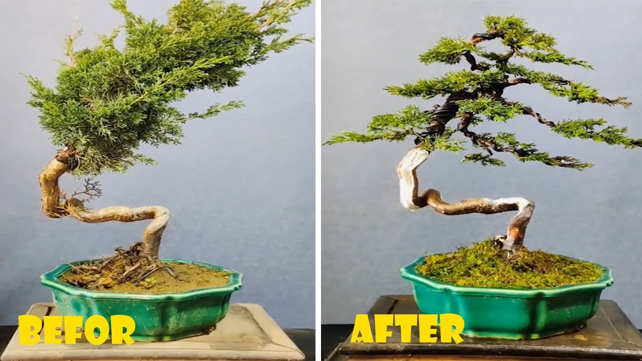 How to bend a bonsai - great bonsai bending skills #204