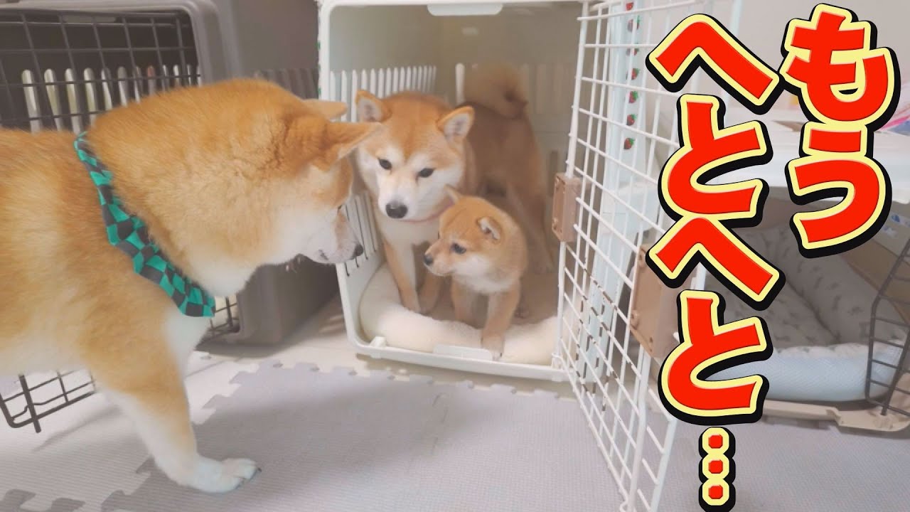 凄まじい子犬の体力に、疲れ果てる先住犬・・・