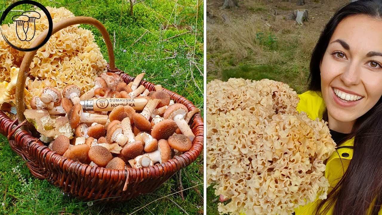 Luxusní houba za tisíce v mém košíku. Největší Kotrč kadeřavý, co jsem našla.