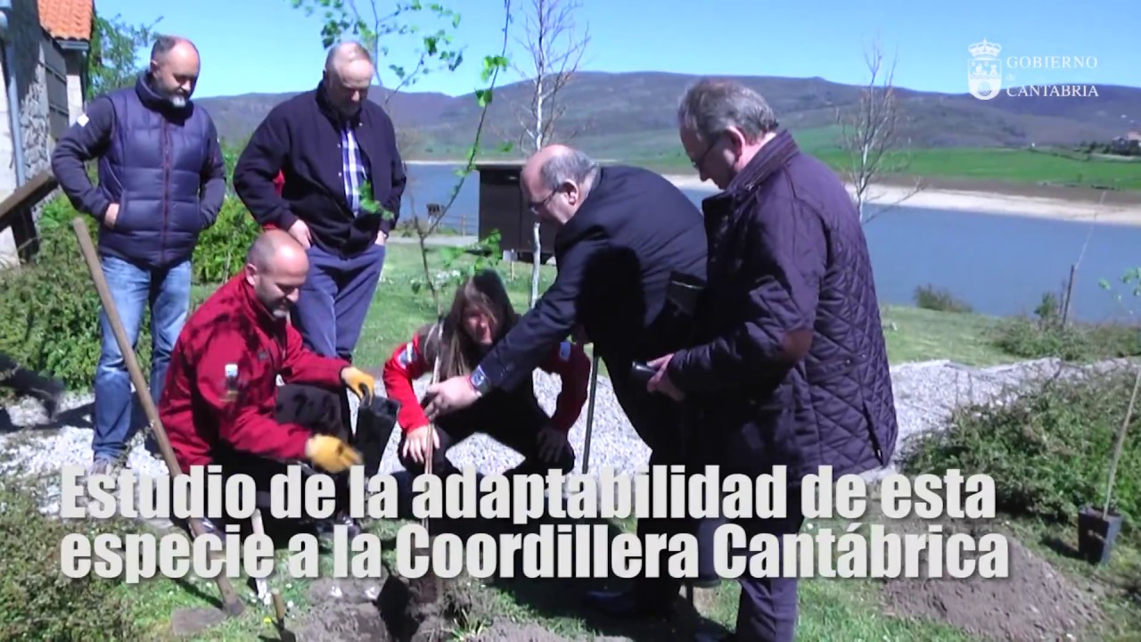 Plantaci&oacute;n de olmos resistentes a la grafiosis en Campoo de Yuso