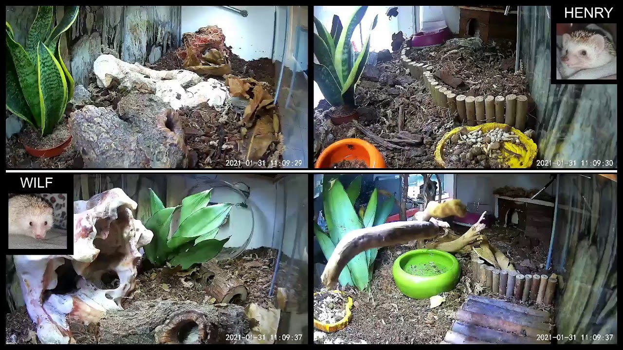 Hogville - Day/Night 65 of the Bio-Active Enclosures