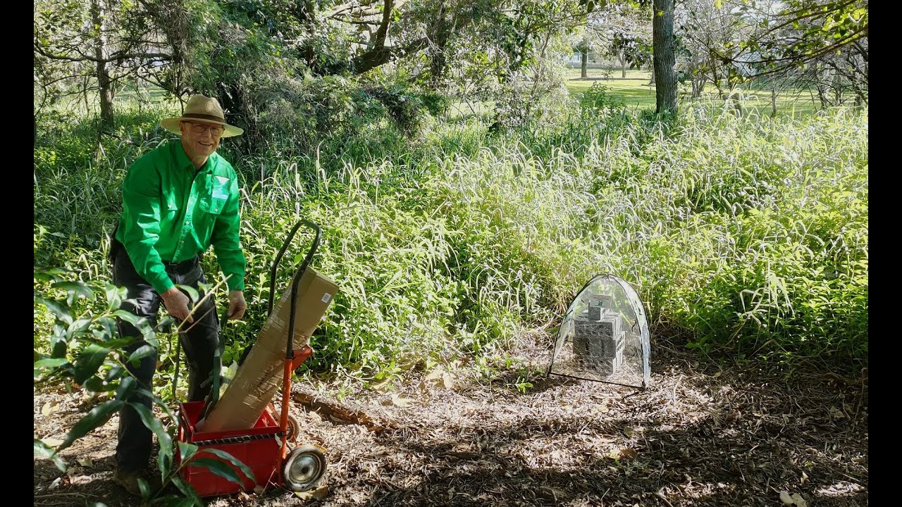 Frog saunas on Kedron Brook, Brisbane