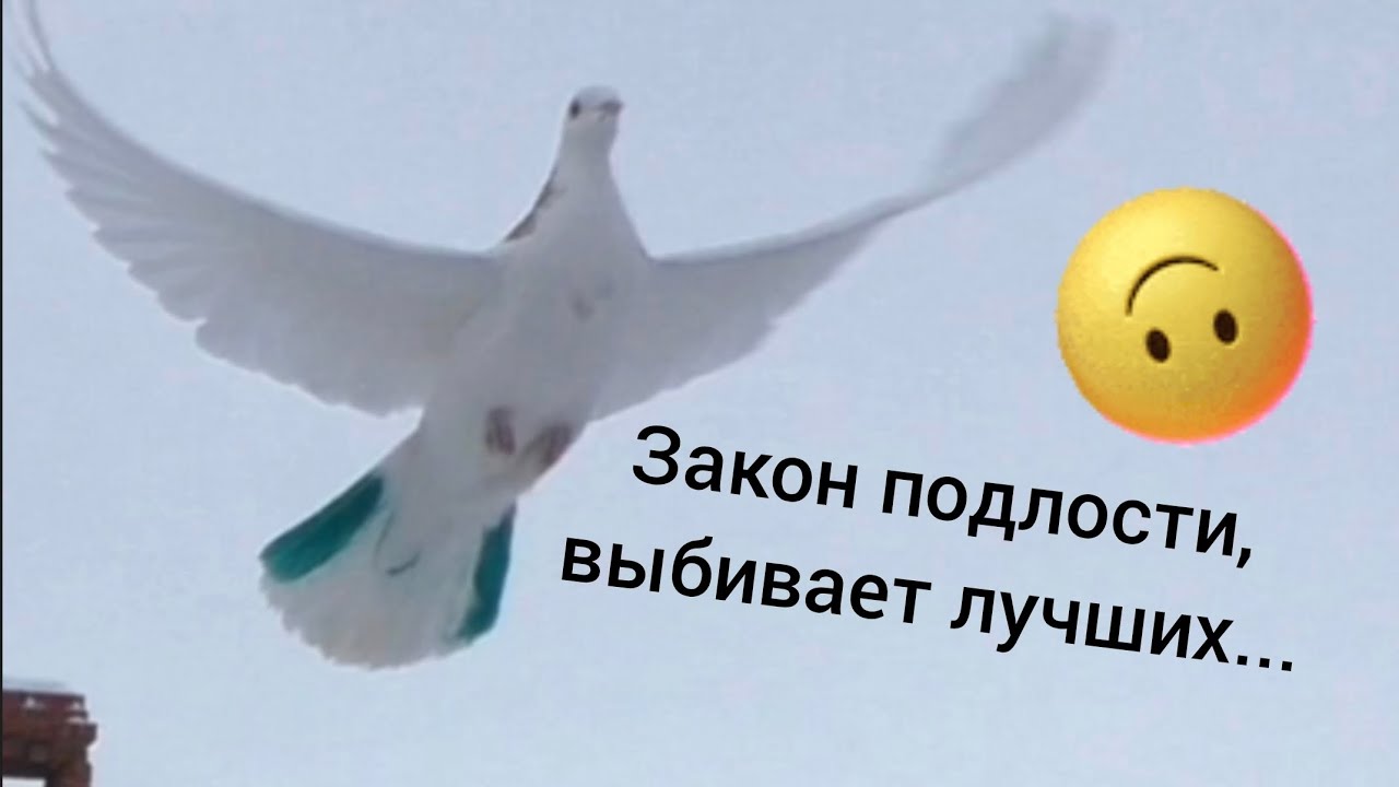 21 - 22 февраля 2026. Дааа, семь дней осталось до весны, а тут оп, и десять штук пропали...😩