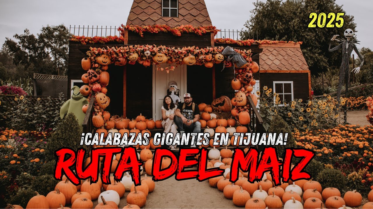 🎃 Ruta del Maíz Tijuana 2025 🌽 ¡Calabazas gigantes y la cabaña de Jack!