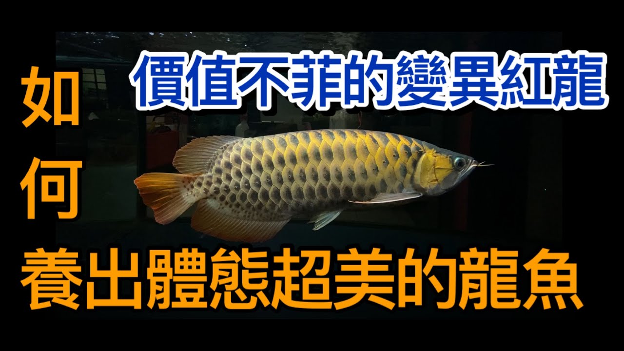 價值不菲的變異紅龍,超美的鱗底,完全不一樣的觀賞價值,如何養出一條體態優美壯碩的龍魚讓擁有十幾年經手上千隻龍魚的前輩告訴你,龍魚小隻該如何挑選才不會越養越失望CC字幕