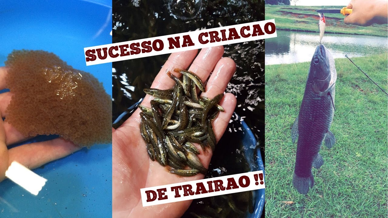 Como ter sucesso na criação/engorda de TRAIRÃO/ TRAÍRA !!