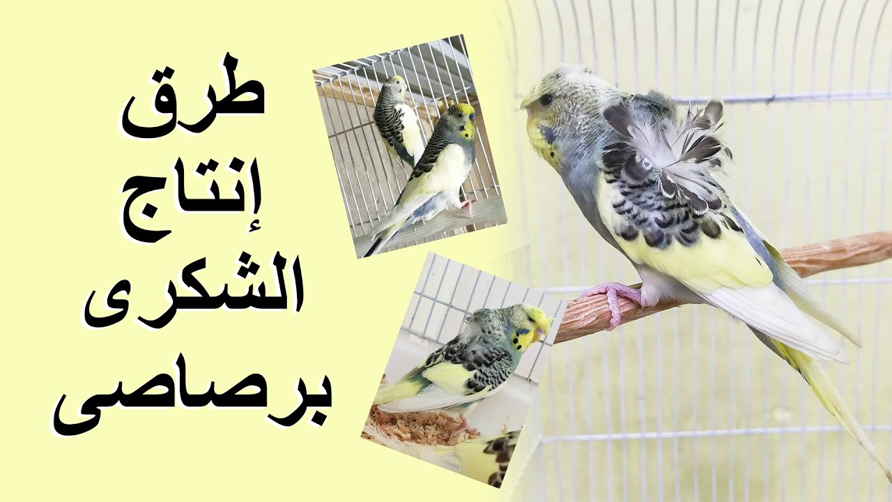 طرق إنتاج الشكرى برصاصي